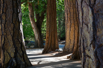 mystical and idyllic forest trees between a hiking path with sunbeams in the Yosemite national park 