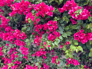 pink flowers on a green background