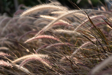 Tall grasses thrive outside in a lush, verdant meadow.
