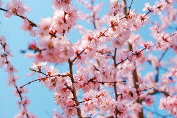 Close up of flower at plum blossom