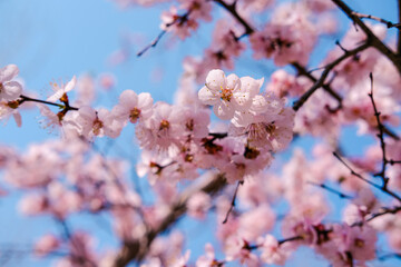 Obraz premium Close up of flower at plum blossom