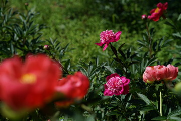 Fototapeta premium Pink and White Flowers of Peony in Full Bloom 