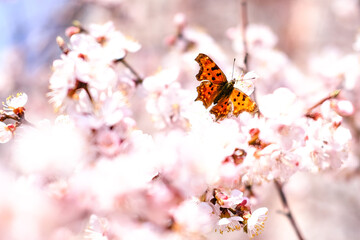 Butterfly on plum flower at blossom