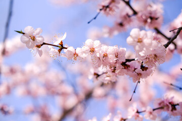 Obraz premium Close up of flower at plum blossom