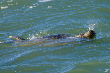 Fototapeta premium Seal basking in the water with its head above the surface, blowing its nose.