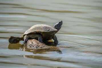 Fototapeta premium Closeup of a turtle perched on a rock in a tranquil lake