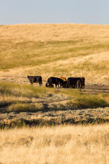 a rural agriculture seen with wild cows and ox at a golden yellow shining farmland next to an state road in catheys valley, california