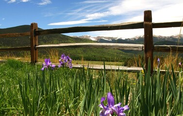 a field of flowers next to a wooden fence in the mountains