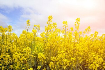 Yellow flowers of oilseed radish leaves on the field.