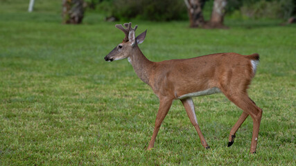 Deer strolling through a lush field of grass amidst a backdrop of trees and shrubs.