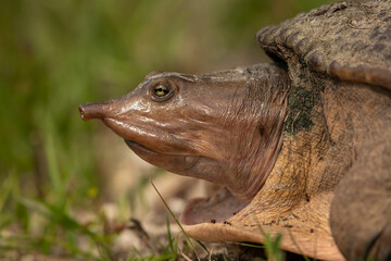 Giant turtle resting on grassy terrain by the water's edge.