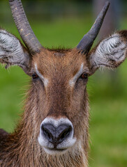 Closeup of deer's face and majestic antlers.