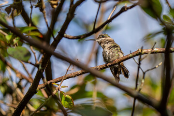 Bird perched on a branch near a tree.