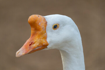 Closeup of a goose with an orange beak gazing into the distance.