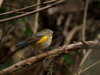 森の中で枝に留まっているルリビタキ