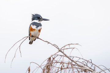 Belted Kingfisher perched on a branch against white backdrop.