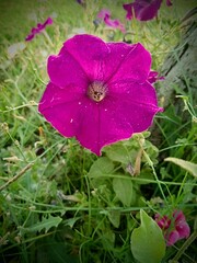 Purple Flowers with green leaves Grass Roots 