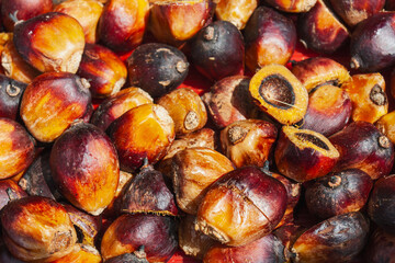 Fresh palm oil fruit in extractor plant , Thailand.