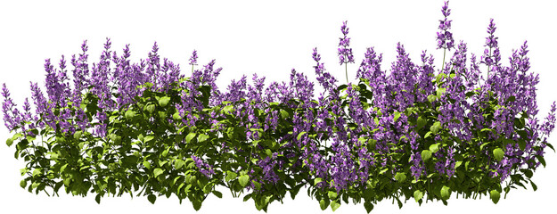 mona lavender purple blooming plants hq arch viz cutout bush shrub © Mathias Weil