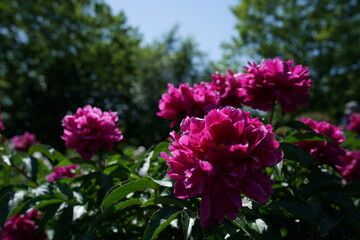 Red Flowers of Peony in Full Bloom