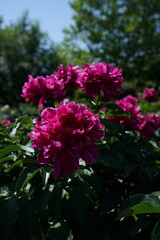 Red Flowers of Peony in Full Bloom