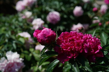 Red Flowers of Peony in Full Bloom