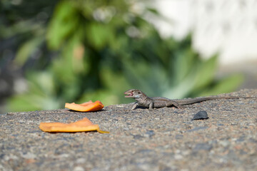 Lizard feeding on fresh fruit. Canary Islands