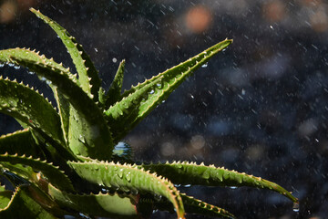 Fototapeta premium Closeup shot of Aloe Vera with water drops. La Palma, Canary Islands