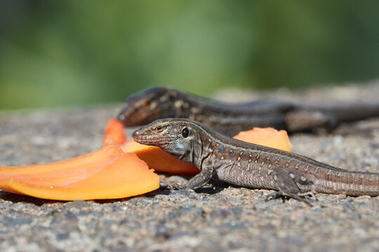Lizards feeding on fresh fruit. Canary Islands