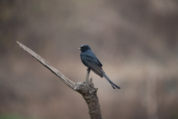 Closeup of a black drongo (Dicrurus macrocercus) perched on a tree branch