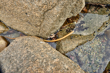 A lizard sitting on top of some rocks next to a stream
