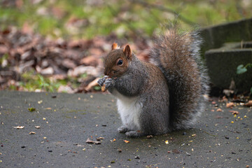 Closeup of a squirrel holding nuts in its mouth, sitting on the ground