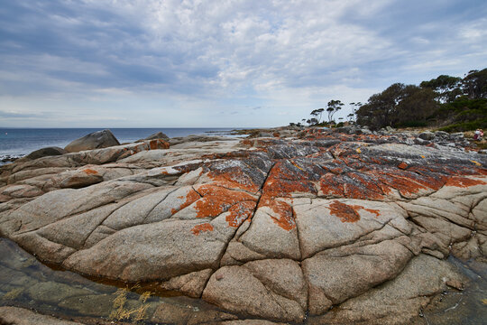 The red lichens are growing on the rocks by the ocean