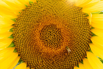 Texture of seeds ripening at the sunflower flower head