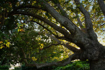 Old oak Tree in a park.
