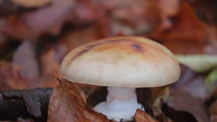 mushrooms in the forest