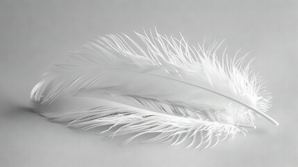   A monochrome picture featuring a feather against a white backdrop, with its reflection mirrored to the left