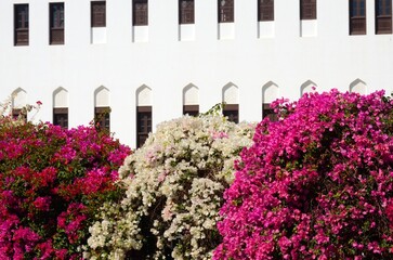 Jardines en Old Muscat, Sultanato de Omán