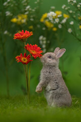 Christmas-themed green background with a cute rabbit bunny surrounded by flowers