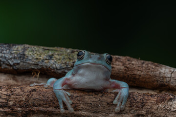 Blue Dumpy Tree Frog perched on a tree trunk amidst a contrasting dark backdrop