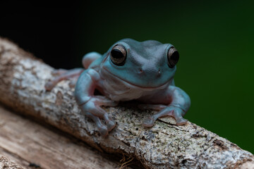 Blue Dumpy Tree Frog perched on a tree trunk amidst a contrasting dark backdrop