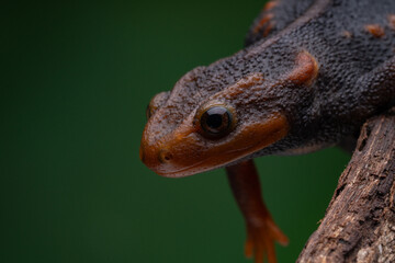 Close-up of a Crocodile Newt Lizard perched on a tree branch
