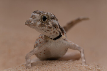 Close-up of a Scorpion Tail Lizard resting on sandy terrain