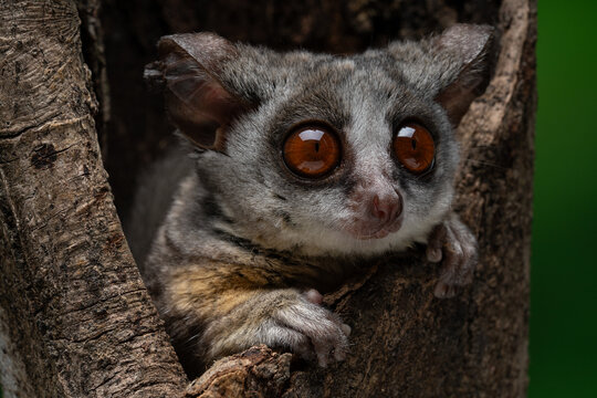 Close-up of a Galago Bush Baby perched on a tree
