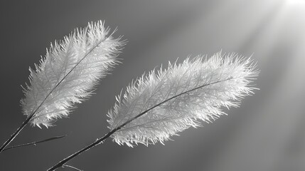  B/W photo of a plant with sunlight through leaves and blue sky background