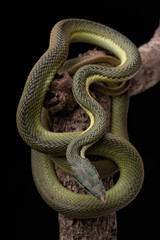 Baron Green Racer snake perched on a tree, against a dark backdrop