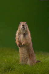 Prairie dog on a green background