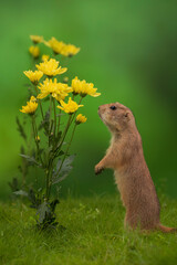 Prairie dog rodent with flowers on a green background