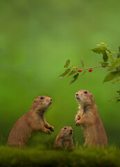Prairie dogs on a green background