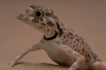 Close-up of a Scorpion Tail Lizard resting on sandy terrain